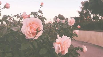 willow (dancing witch version) [Elvira remix] slowed