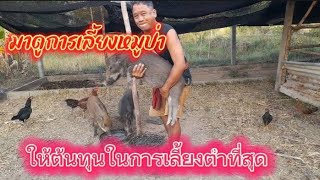 มาดูการเลี้ยงหมูป่าให้ต้นทุนต่ำที่สุด..ที่ฟาร์มหมูป่าลุงจ๊อด..อำเภอคูเมือง..จังหวัดบุรีรัมย์..