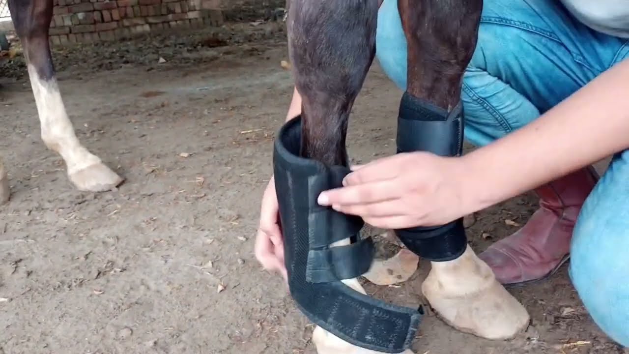 HORSE TENDON PROTECTOR ||HORSE TENDON COVER||HORSE LEG SUPPORT|| HORSE LEG CARE||HORSE MEDICAL BOOTS
