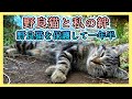 【野良猫との奇跡的な出逢いと絆のお話】野良猫トラとシロを保護して一年半