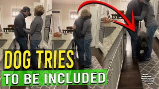 Dog Tries to Fit In Between Man and Lady Soon as They Start Hugging Each Other