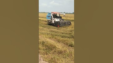 máy cắt không cần người hứng mua bên cam #shorts