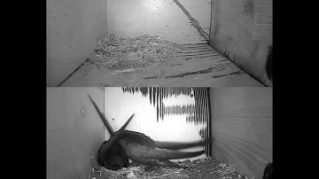 Rorýs obecný (Apus apus)  Common swift nest box live