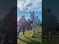 Duchess the Percheron Shire Horse has some serious moves!