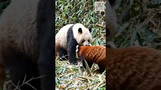 Red Panda Challenged a Giant Panda 🎋 #wildlife #animals