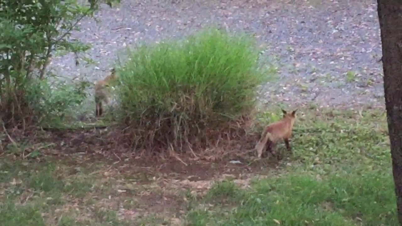 Suburban Fox