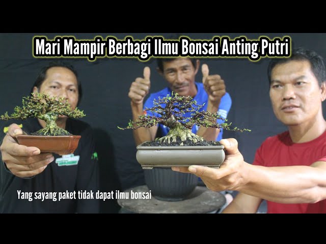 berbagi ilmu bonsai anting putri banyak tips dan penjelasan penting class=