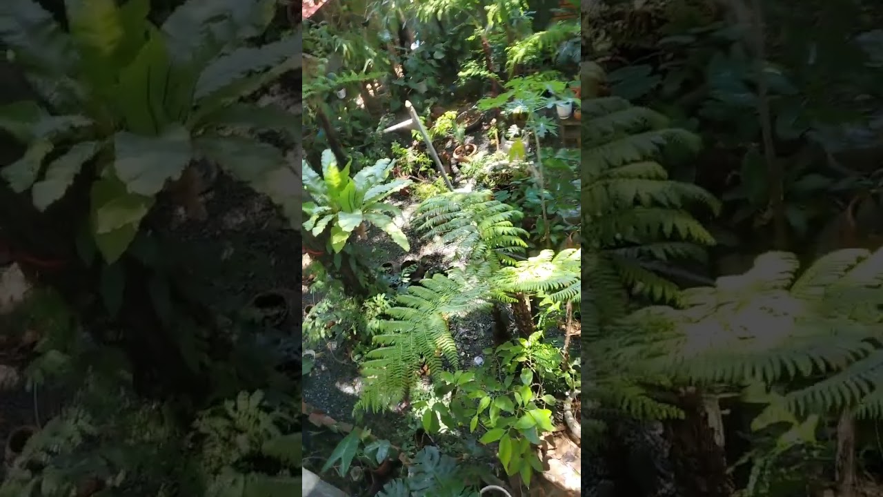 Tropical garden Cambodia 🇰🇭  