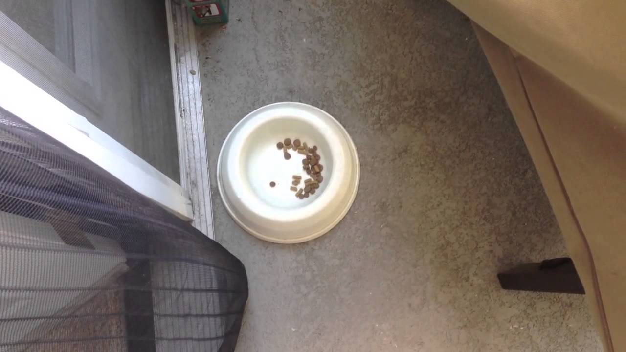 Day 01_02 My Dog Bowl YouTube