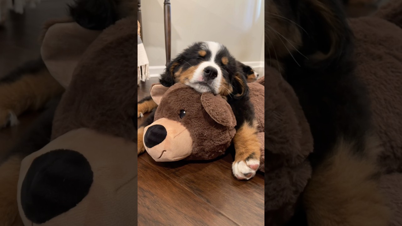 Adorable Bernese Mountain Dog Puppy Sleeps On His Big Bear Stuffie 🥹