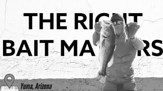BASS FISHING YUMA IN JULY: Tips for the Best Fishing Trip