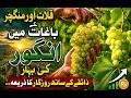 Sweet Harvest of Balochistan Qalat and Mangochars Famous Grapes Reach Major Markets Nazrban mp3
