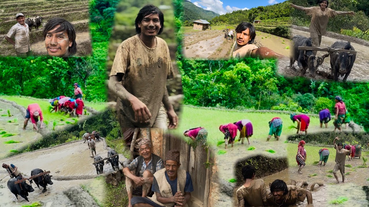 असार महिना पनि लागियो रोपाहि को काम पनि सकियो हाम्रो तिर त यसरि रोपिन्छ घान रमाईलो हुन्छ हिलोमा काम
