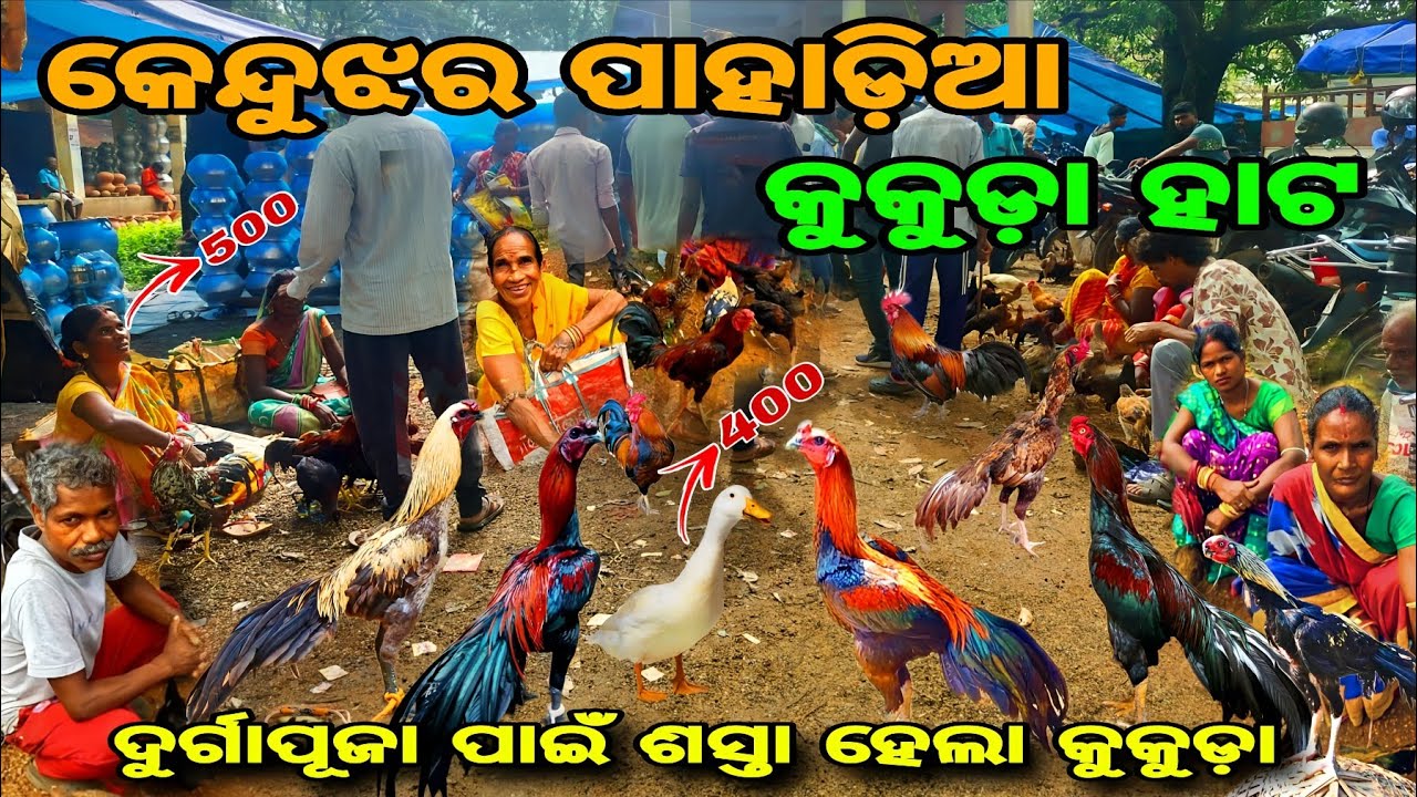 କେନ୍ଦୁଝର ପାହାଡ଼ିଆ କୁକୁଡ଼ା ହାଟ ❓Aseel parrot, parrot #viral #aseel #parrot 
