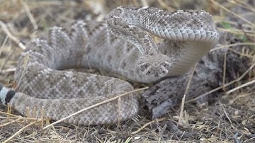 3-foot Rattlesnake Encounter - Mark Storto Nature Clips