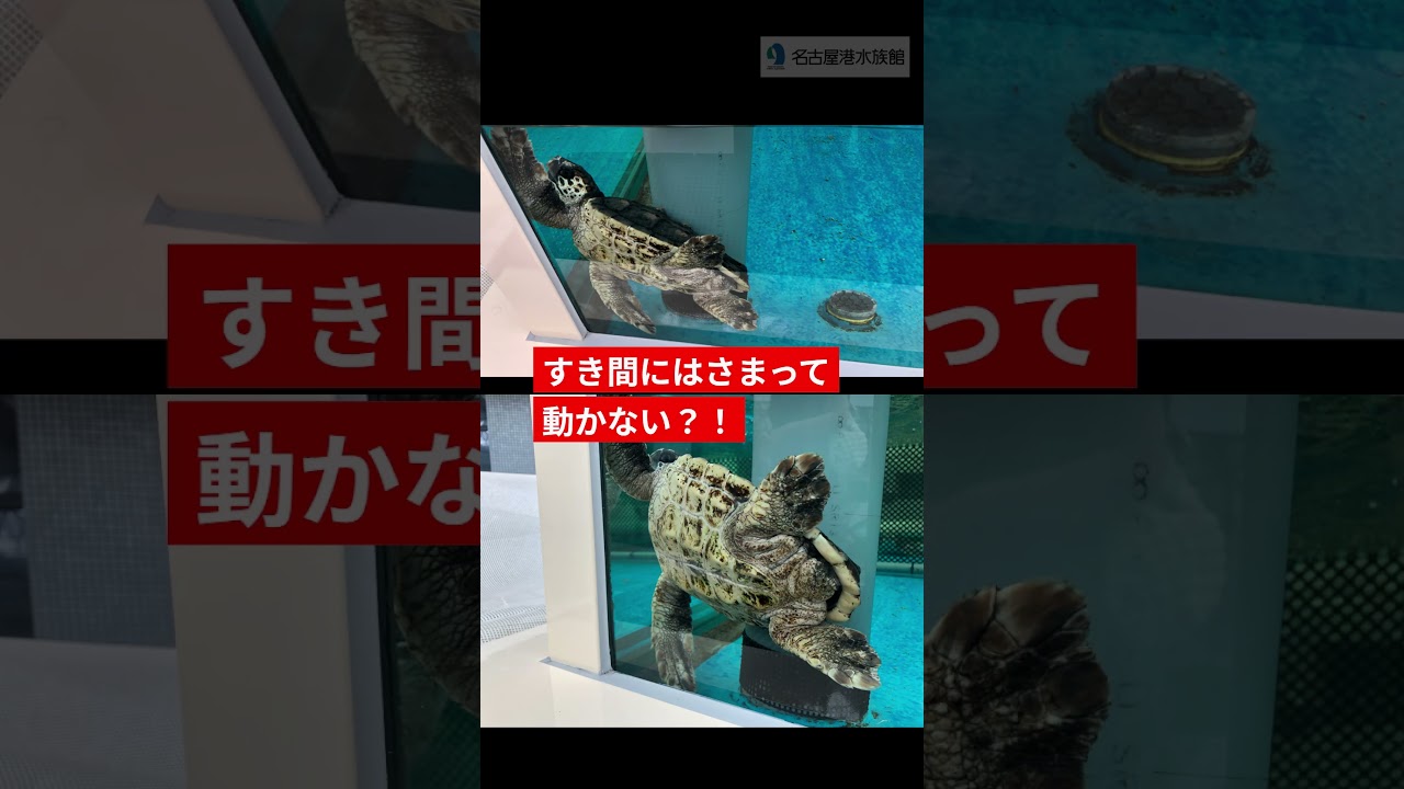 心配いりません 　#shots