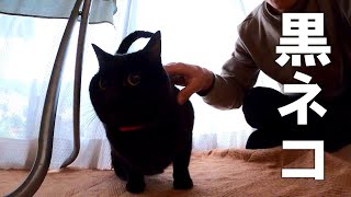 【黒ねこ】縁側でクロネコと遊ぶ（GoPro HERO8で撮影）