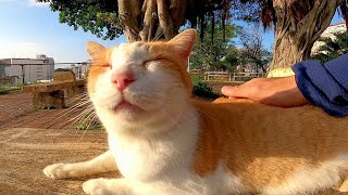 ベンチに座っていた野良猫をナデナデしたら喜んでゴロゴロ喉を鳴らした