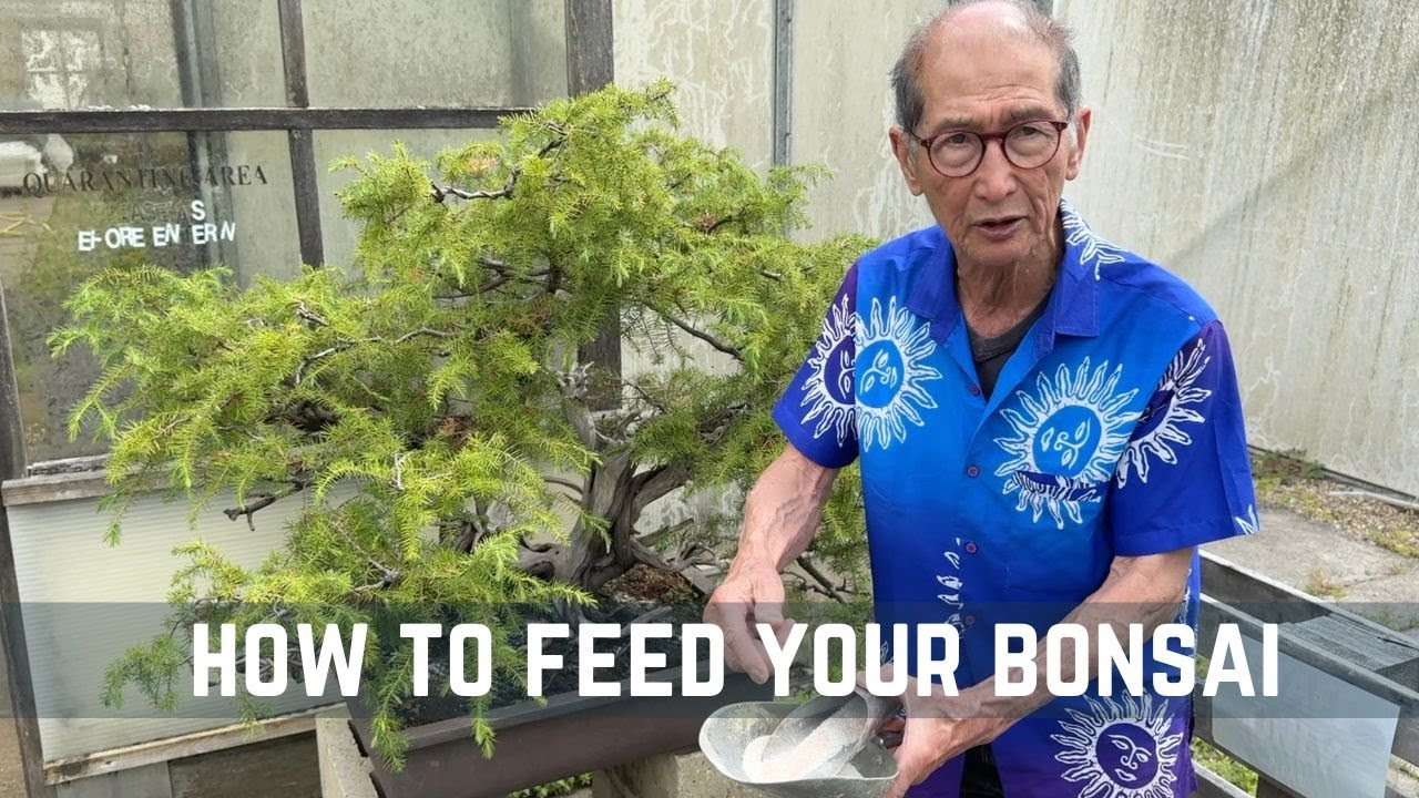 How to Feed Your Bonsai