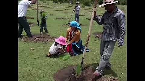 Componente III - Restauración forestal y reconversión productiva