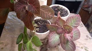 картинка: Мои ЭПИСЦИИ. И огромное количество подарков!!! Ура!!!!!