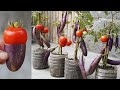 Surprise With This Gardening Way, Grow Tomatoes And Eggplants 2 In 1