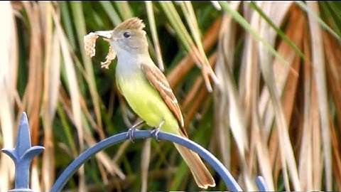 Great Crested Flycatchers Build Nest With Snakeskins