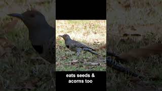 Northern Flicker Forages on Ground (Red-shafted female) #birds #california
ONeill Regional Park, Trabuco Canyon, California, 6 March 2018.
#birds #flicker #northernflicker #redshaftednorthernflicker Northern Flicker Forages on Ground (Red-shafted female) #birds #california