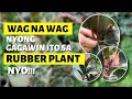 DO NOT DO THESE THINGS WITH YOUR RUBBER PLANT!