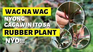 DO NOT DO THESE THINGS WITH YOUR RUBBER PLANT!