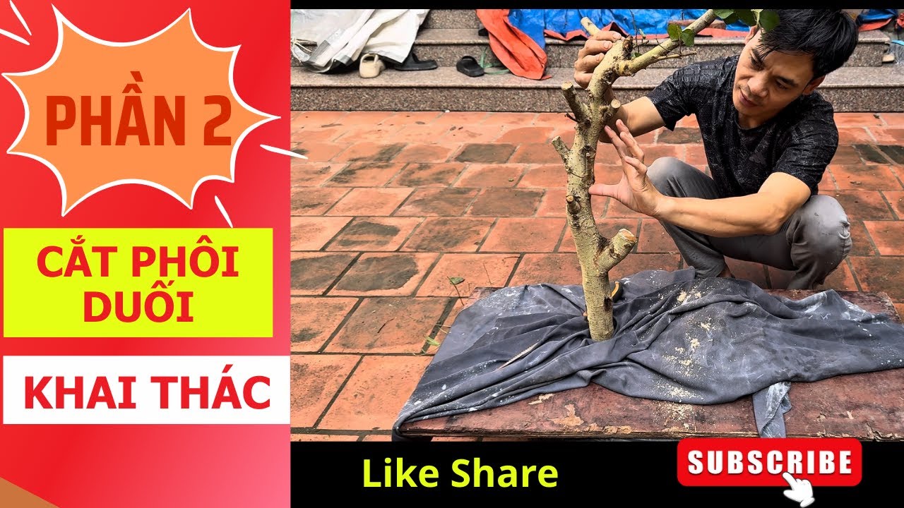 Cắt Phôi Duối Khai Thác Sao Cho Đúng Phần 2