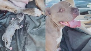 Dog Gave Birth Inside The Car