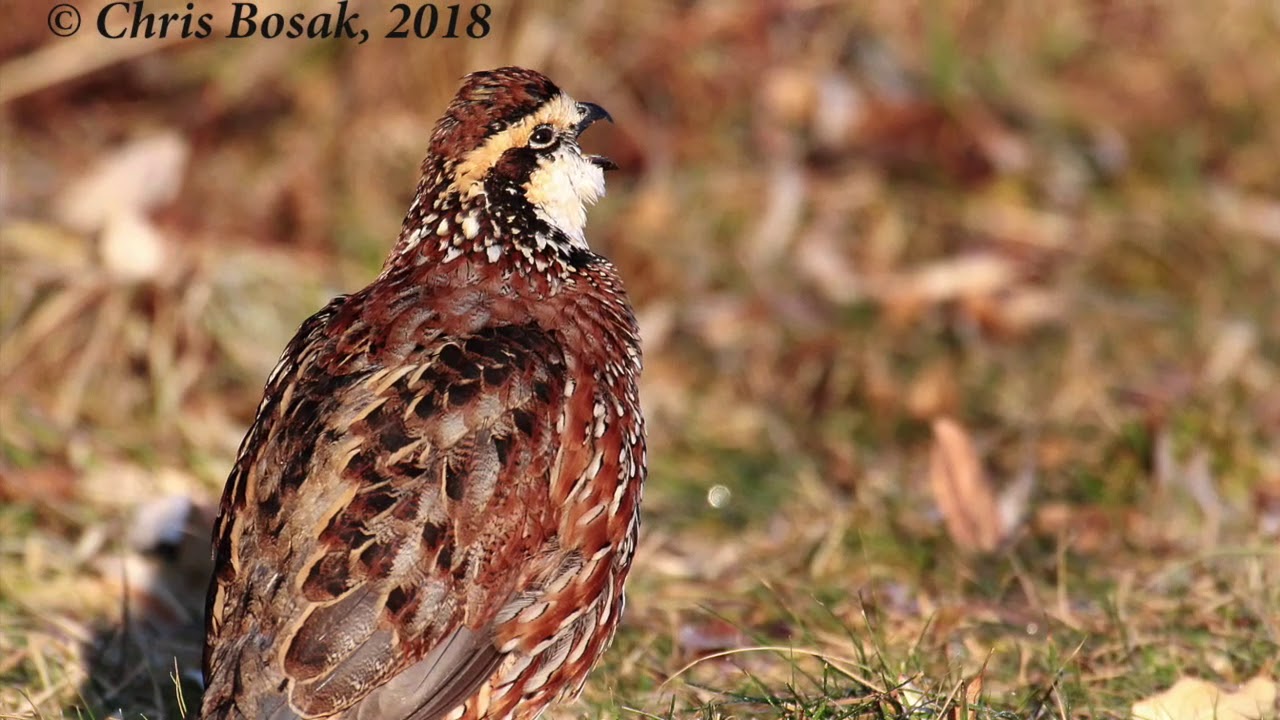 northern bobwhite flying Northern Bobwhite in New England