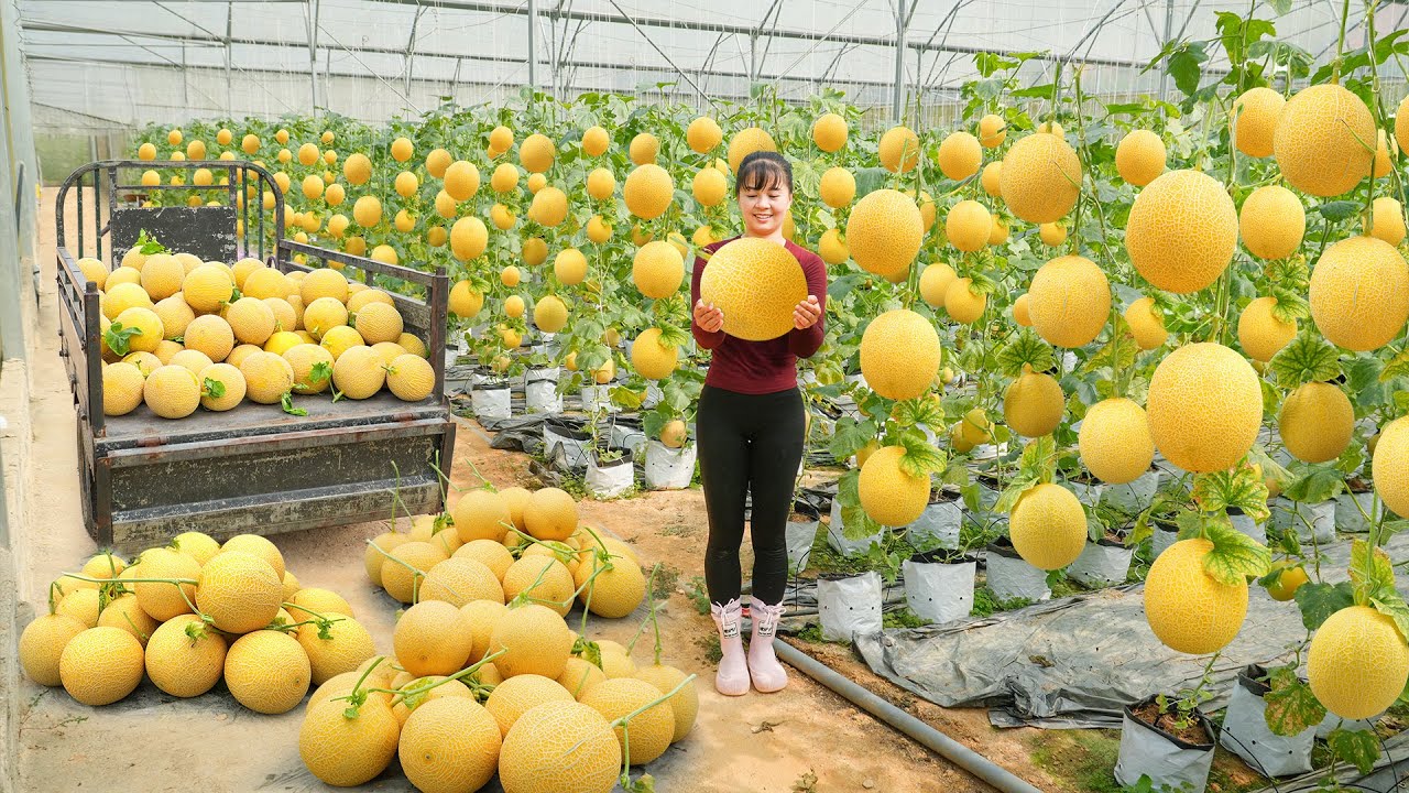 Harvesting Hundreds of Golden Melons In The Farm, Use 3-Wheeled Truck Transport Melons Go To Sell