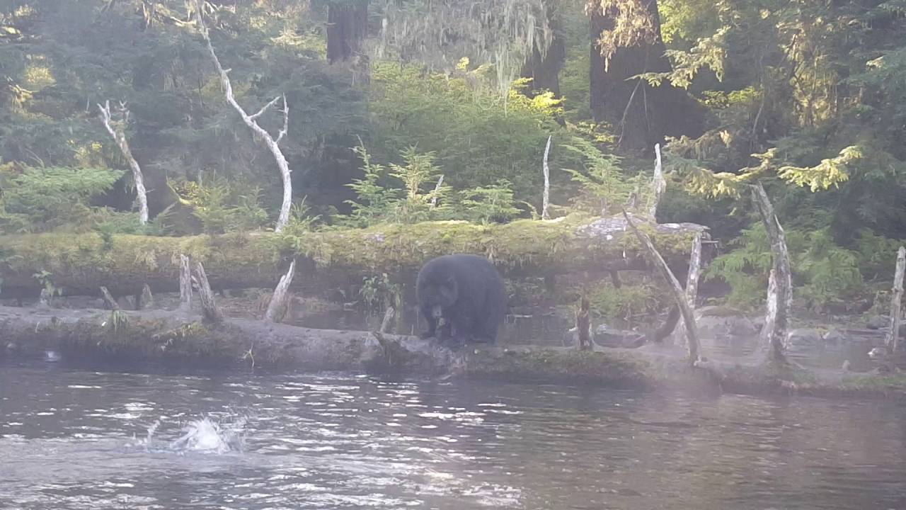 Klawock river YouTube