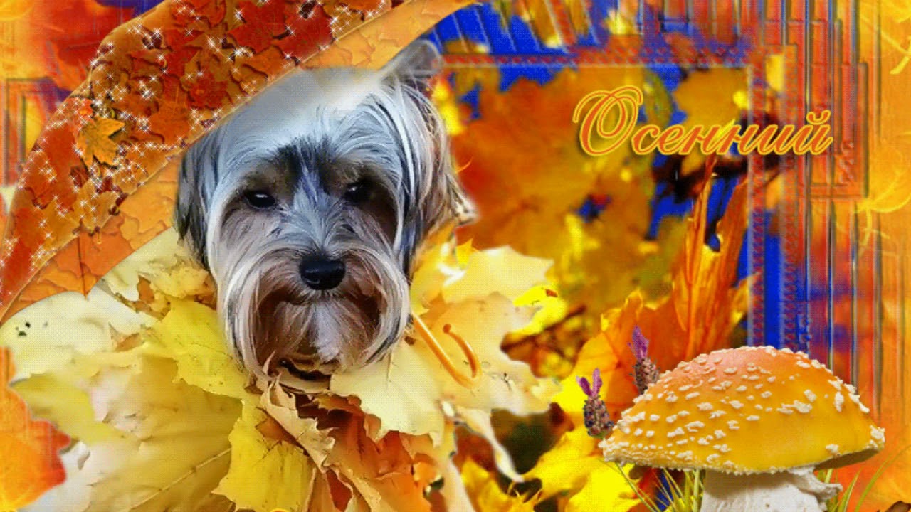 С добрым осенним днем картинки прикольные смешные с надписями