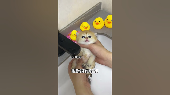 【牛奶是只猫】小奶猫第一次洗澡也太可爱了吧！不过最后又要重新洗了哈哈哈
