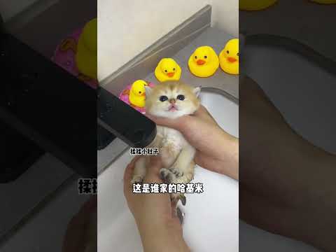 【牛奶是只猫】小奶猫第一次洗澡也太可爱了吧！不过最后又要重新洗了哈哈哈