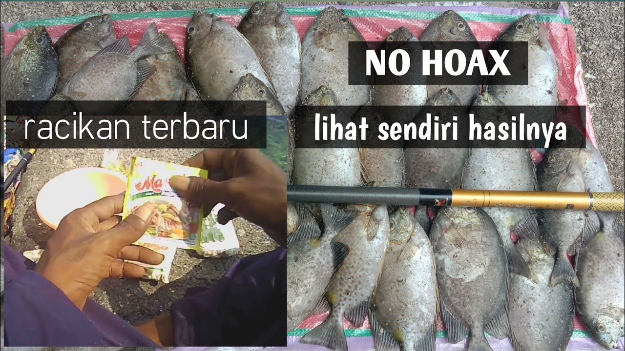 umpan-baronang-paling-jitu-sejagat-rabbitfish-bait-youtube