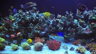 How To Keep Multiple Tangs In A Reef Tank.