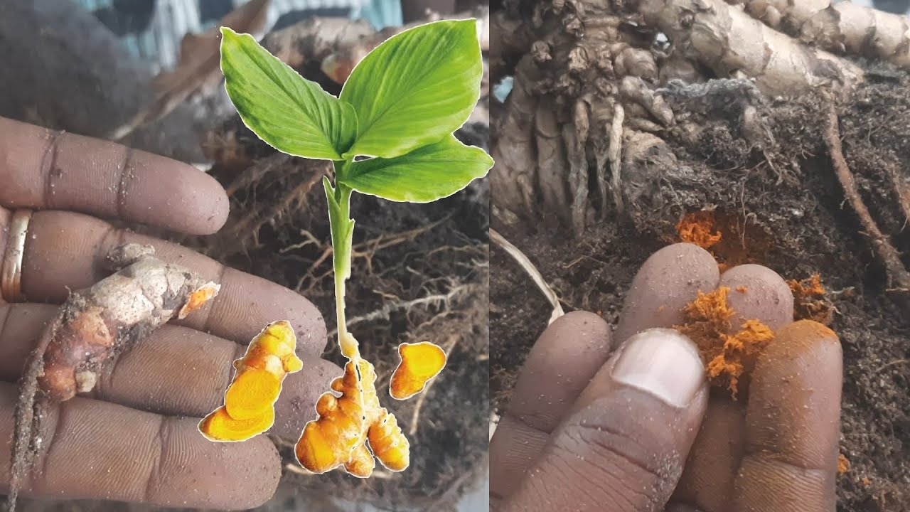 How to grow Turmeric plant _ manjal kizhangu plant _ pongal festival
