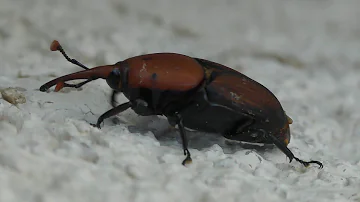 Red palm weevil, Charançon rouge des palmiers, (Rhynchophorus ferrugineus)