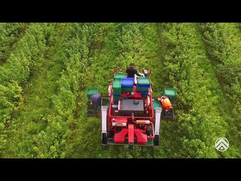 Video: Mustaherukan Hyödylliset Ja Lääkinnälliset Ominaisuudet