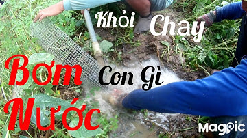 Đi Bơm Nước Bắt Chuột Đồng - Nước Tới Đâu Nó Chạy Đến Đó - Tèo Ngố TV. #87.
