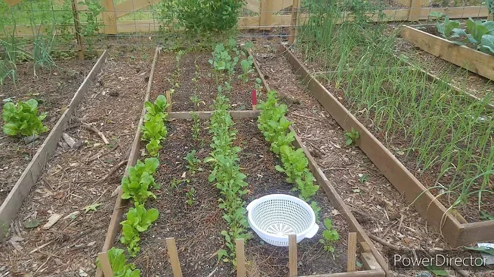 #shedwars #teamwillitgrow #teamwoodcutter Shed Wars Fence Build Update & Harvesting Greens 🐃