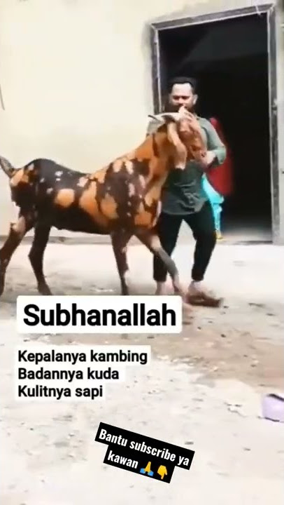 KAMBING UNIK SUBHANALLAH #shorts #short #kambing
