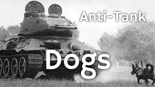 Anti-Tank Dogs | Weird WW2 Bombs