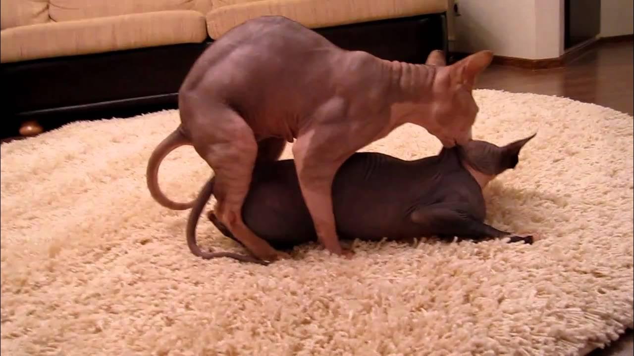 Cats mating photo WP00630