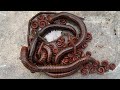 Millipede Hunting Adventure in My Village!