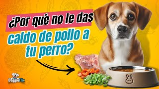 CALDO DE POLLO PARA PERROS